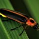 Fireflies, cicadas, and other kin: a climate change story