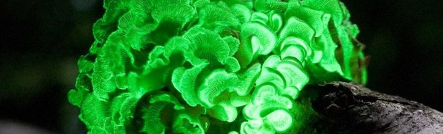 bioluminescing foxfire in neon green