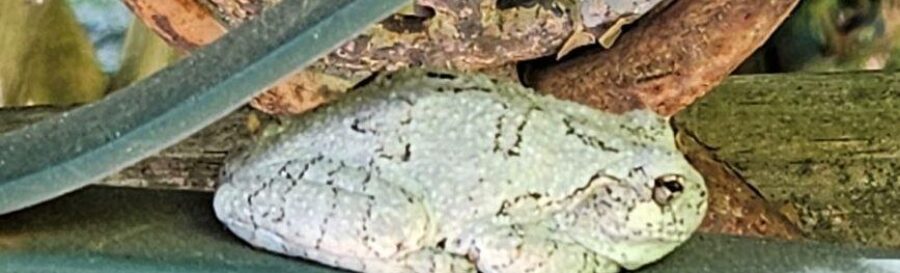 Closeup of a gray-green tree frog resting on a green metal garden gate with a brownish metal sun design in background.