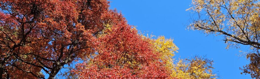 red, orange, yellow tree canopies against vivid blue sky